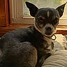 dog, small_dog, black_dog, white_markings, ears, pet, indoor, window, pillow, resting, sunlight, cozy, fur, collar, tag, wood, home, animal, portrait, cute