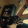 dog, indoor, person_arm, collar, bookshelf, books, window, curtains, light, furniture, pet, canine, side_view, domestic, resting, animal, home, relaxed, brown, white