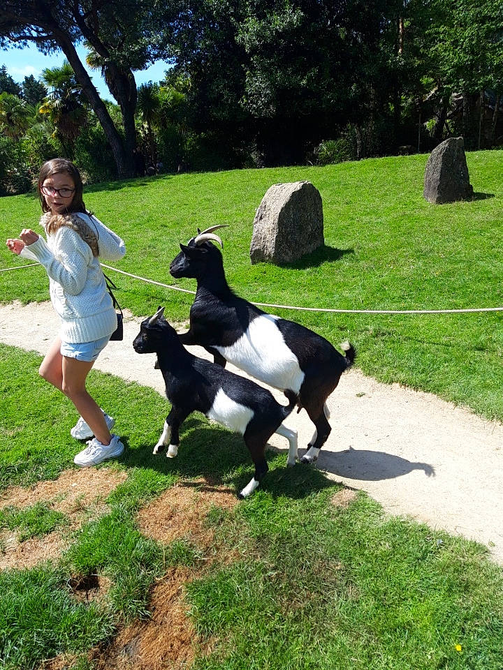 Kally a rejoint le concours — aidez-le/la à gagner de superbes lots ! fur, garden, goat, goat_antelope, goats, grass, groundcover, lawn, livestock, meadow, pack_animal, park, pasture, person, shadow, tail, working_animal, yard