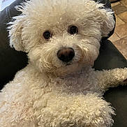 Zeek is registered to the contest to win money with this photo: animal, canine, close_up, companion, couch, curly_hair, cute, dog, domestic, face, fluffy, friendly, fur, indoor, looking_at_camera, paw, pet, relaxed, soft_texture, white