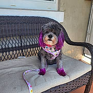 Bella joined the competition — help win amazing prizes! dog, small_dog, purple_ears, purple_paws, harness, leash, wicker_bench, cushion, porch, window, beige_wall, sunlight, pet, animal, cute, sitting, outdoor, colorful, pattern, calm