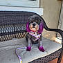 dog, small_dog, purple_ears, purple_paws, harness, leash, wicker_bench, cushion, porch, window, beige_wall, sunlight, pet, animal, cute, sitting, outdoor, colorful, pattern, calm