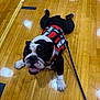 bulldog, dog, support_animal, vest, leash, wooden_floor, gym_floor, pet, animal, black_and_white, happy, tongue_out, lying_down, indoor, floor_reflection, canine, companion, service_dog, playful, friendly