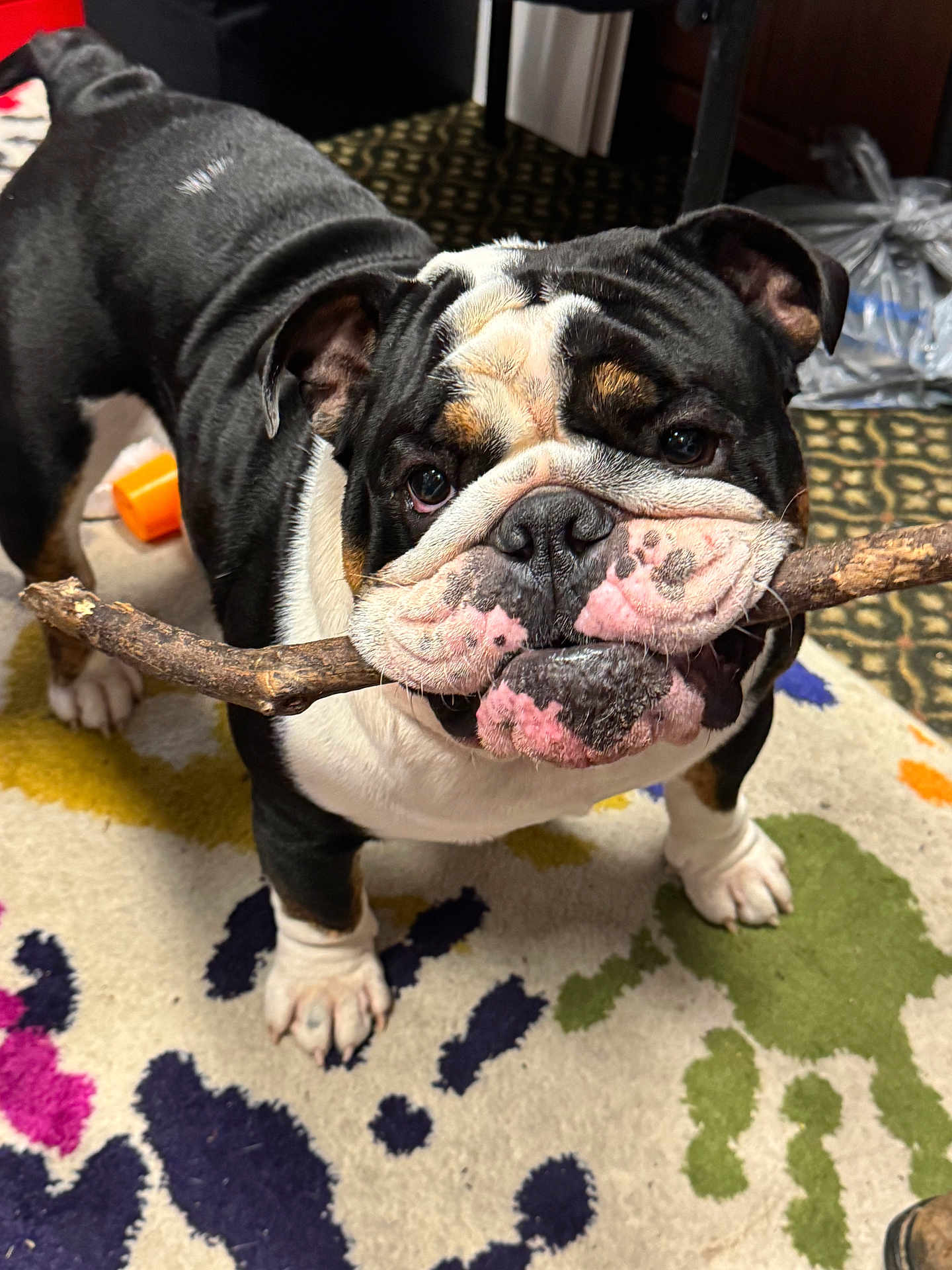 Pokey is registered to the contest to win money with this photo: dog, bulldog, stick, indoor, carpet, colorful_rug, paw, pet, animal, face, fur, playful, closeup, black_and_white, brown_spots, floor, domestic_animal, cute, standing, toy