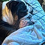 Pokey joined the competition — help win amazing prizes! bulldog, dog, sleeping, bed, blanket, towel, indoor, cozy, resting, fur, wrinkles, window, light, pattern, comfort, pet, nap, closeup, animal, relaxation