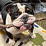 dog, bulldog, stick, pet, indoor, carpet, animal, close_up, cute, playful, canine, fur, paw, face, mouth, ears, floor, expression, domestic, standing