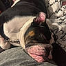 blanket, bulldog, close_up, collar, couch, cozy, dog, ear, fabric, face, fur, indoor, muzzle, nap, pet, resting, sleeping, snout, whiskers, wrinkles