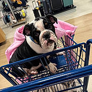 Pokey joined the competition — help win amazing prizes! aisle, blanket, bulldog, collar, curious, cute, dog, face, flooring, indoor, leash, luggage, metal_cart, pink_blanket, portrait, puppy, retail_store, shopping_cart, sitting, suitcase
