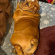 Ruger is registered to the contest to win money with this photo: animal, bed, blanket, brown, bulldog, canine, cozy, cute, dog, domestic, fur, indoor, looking_back, muzzle, paw, pet, resting, sleeping, tail, wrinkles