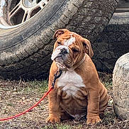 Ruger joined the competition — help win amazing prizes! brown_coat, bulldog, chained, closeup, collar, dirt, dog, grass, ground, leash, outdoors, pet, portrait, puppy, sitting, textured_tire, tire, wheel, white_chest, wrinkled_face