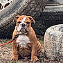 Ruger joined the competition — help win amazing prizes! animal, brown_coat, bulldog, close_up, collar, dirt, dog, expression, grass, ground, leash, old_tire, outdoor, pet, portrait, puppy, sitting, tire, tire_stack, wrinkles