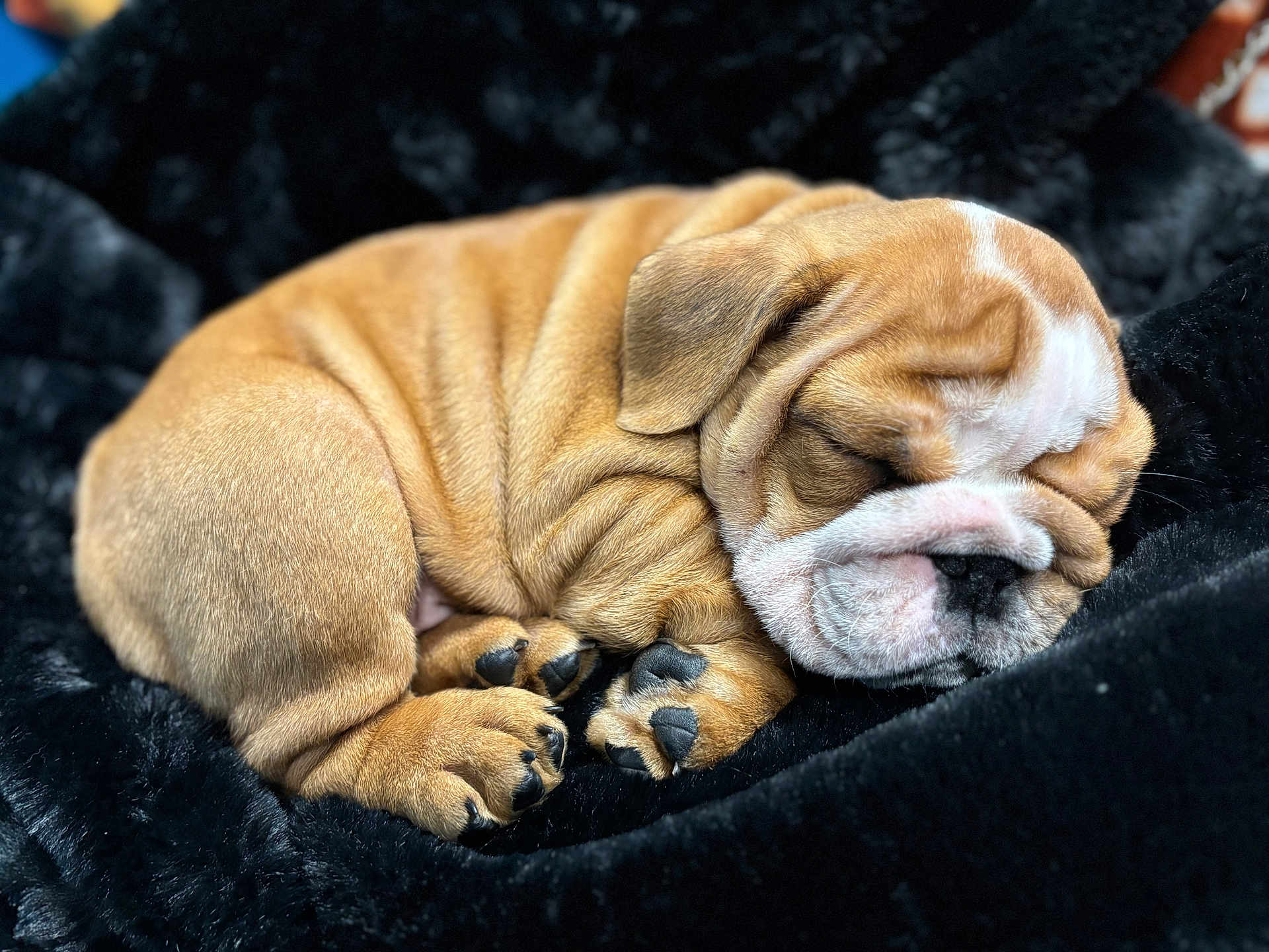 Ruger joined the competition — help win amazing prizes! adorable, black_blanket, blanket, bulldog, close_up, cozy, cute, dog, fur, indoor, mammal, nose, paws, pet, puppy, resting, sleeping, snout, wrinkles, young