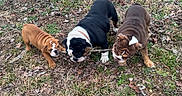 Ruger is registered to the contest to win money with this photo: black_bulldog, brown_bulldog, bulldog, chewing, collar, dog, grass, ground, leaves, nature, outdoor, play, puppy, short_legs, stick, tan_bulldog, three_dogs, trio, wrinkled_skin, yard