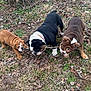Ruger is registered to the contest to win money with this photo: black_bulldog, brown_bulldog, bulldog, chewing, collar, dog, grass, ground, leaves, nature, outdoor, play, puppy, short_legs, stick, tan_bulldog, three_dogs, trio, wrinkled_skin, yard