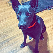 Crybaby joined the competition — help win amazing prizes! dog, black_dog, pet, indoor, wooden_floor, dog_collar, orange_collar, crate, metal_crate, shadow, large_ears, attentive, sitting, canine, animal, flooring, domestic_animal, looking_up, bright_eyes, household