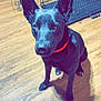dog, black_dog, pet, indoor, wooden_floor, dog_collar, orange_collar, crate, metal_crate, shadow, large_ears, attentive, sitting, canine, animal, flooring, domestic_animal, looking_up, bright_eyes, household