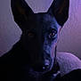 Crybaby is registered to the contest to win money with this photo: dog, black_dog, pet, animal, portrait, indoor, purple_lighting, ears, face, fur, looking_at_camera, wall, texture, shadow, close_up, muzzle, canine, companion, domestic_animal, quiet
