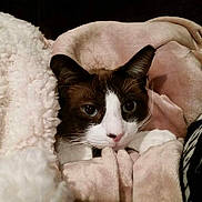 Kiki joined the competition — help win amazing prizes! animal, blanket, cat, closeup, comfort, cozy, cute, face, feline, fur, indoor, paw, pet, relaxed, resting, sleepy, snuggle, soft, warm, whiskers