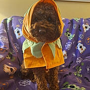 Asher joined the competition — help win amazing prizes! dog, curly_fur, costume, pumpkin, purple_blanket, halloween_theme, spiderwebs, bats, plush_blanket, indoor, pet, cute, sitting, brown_dog, decorations, festive, animal, cozy, portrait, holiday