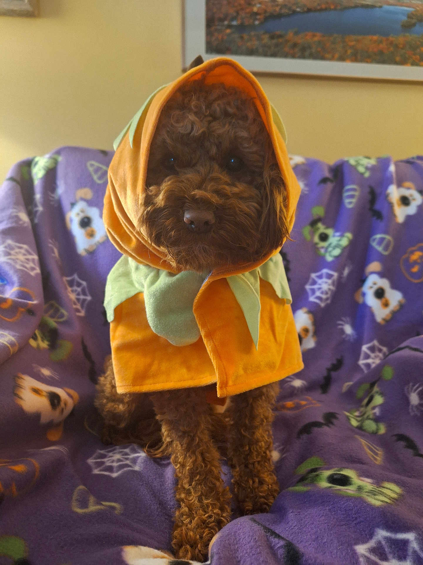 Asher joined the competition — help win amazing prizes! dog, curly_fur, costume, pumpkin, purple_blanket, halloween_theme, spiderwebs, bats, plush_blanket, indoor, pet, cute, sitting, brown_dog, decorations, festive, animal, cozy, portrait, holiday