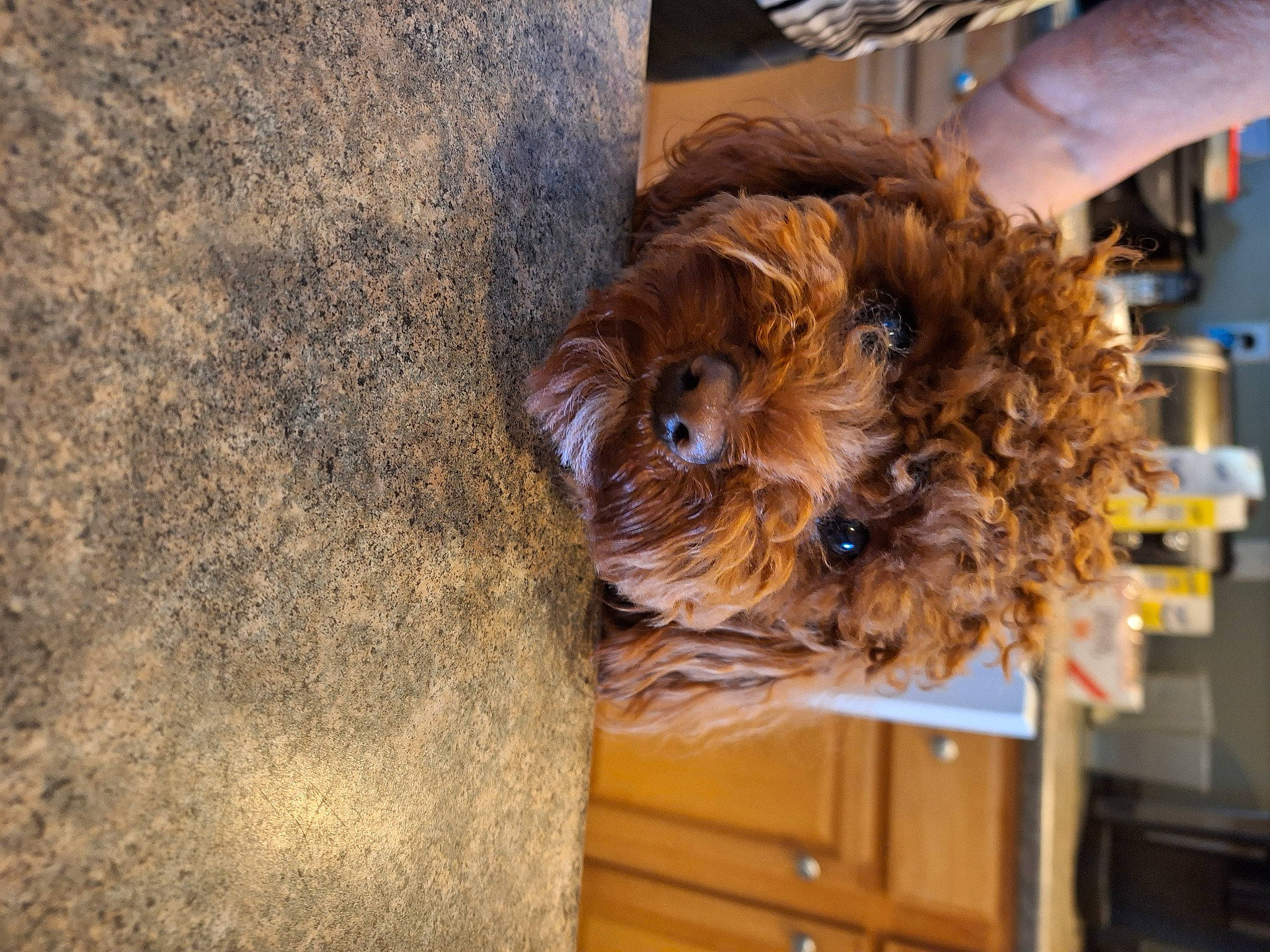 Asher joined the competition — help win amazing prizes! cabinetry, canidae, carnivore, companion_dog, cupboard, dog, dog_breed, fawn, fur, hardwood, liver, small_terrier, snout, sporting_group, terrier, toy_dog, wood, wood_stain, working_animal, wrinkle