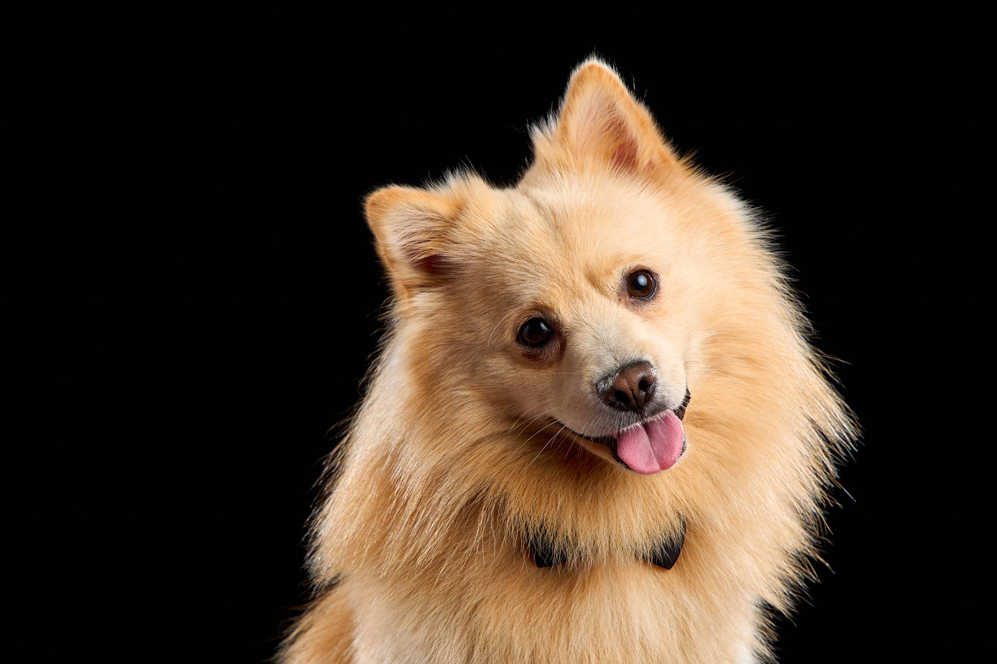 Ricky a rejoint le concours — aidez-le/la à gagner de superbes lots ! ancient_dog_breeds, canidae, carnivore, companion_dog, dog, dog_breed, fawn, fur, german_spitz, german_spitz_klein, japanese_spitz, non_sporting_group, plant, spitz, sporting_group, whiskers, wildlife, working_dog