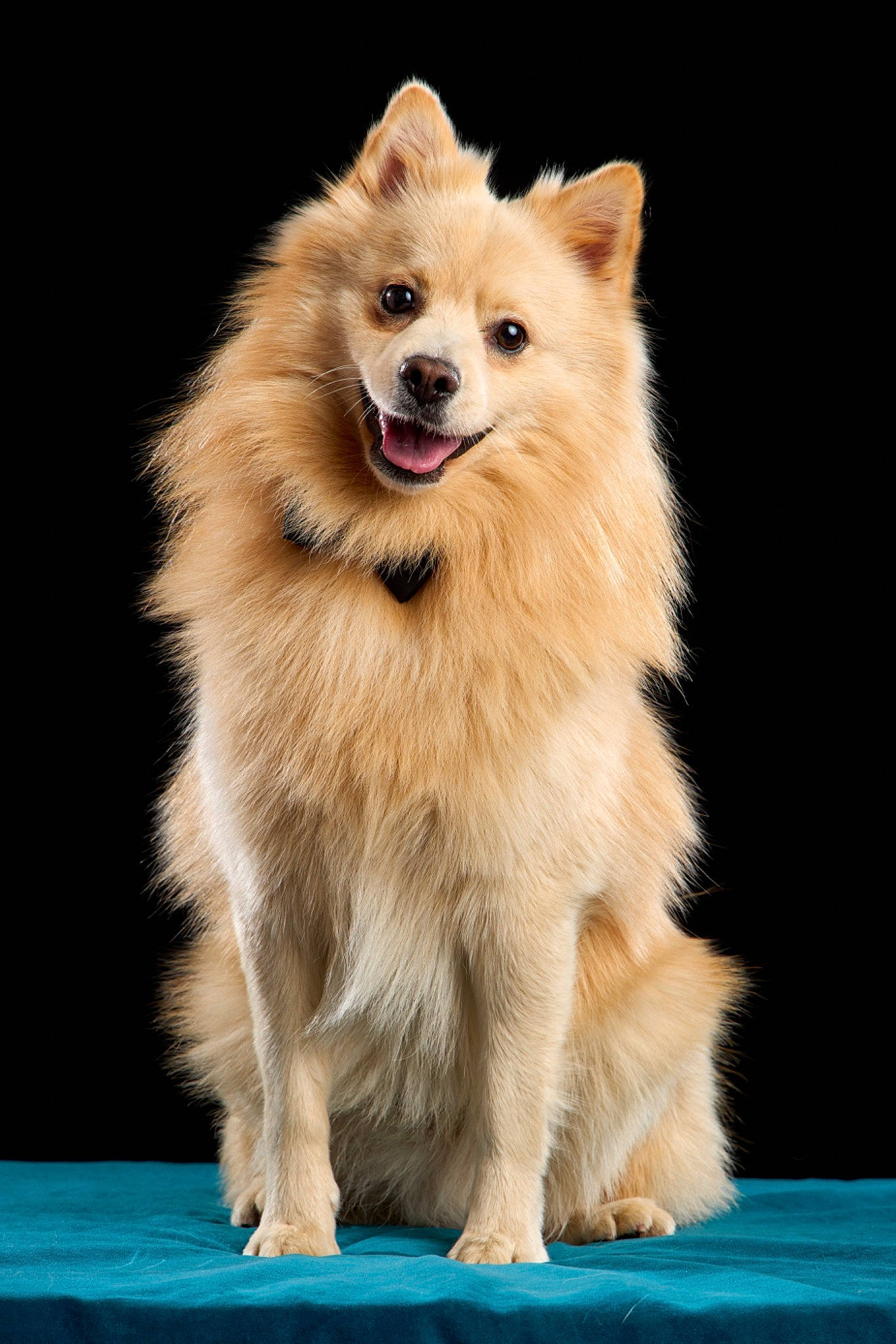 Ricky a rejoint le concours — aidez-le/la à gagner de superbes lots ! ancient_dog_breeds, canidae, carnivore, companion_dog, dog, dog_breed, dog_supply, fawn, fur, german_spitz, german_spitz_klein, japanese_spitz, non_sporting_group, plant, pomeranian, snout, spitz, sporting_group, whiskers, working_dog