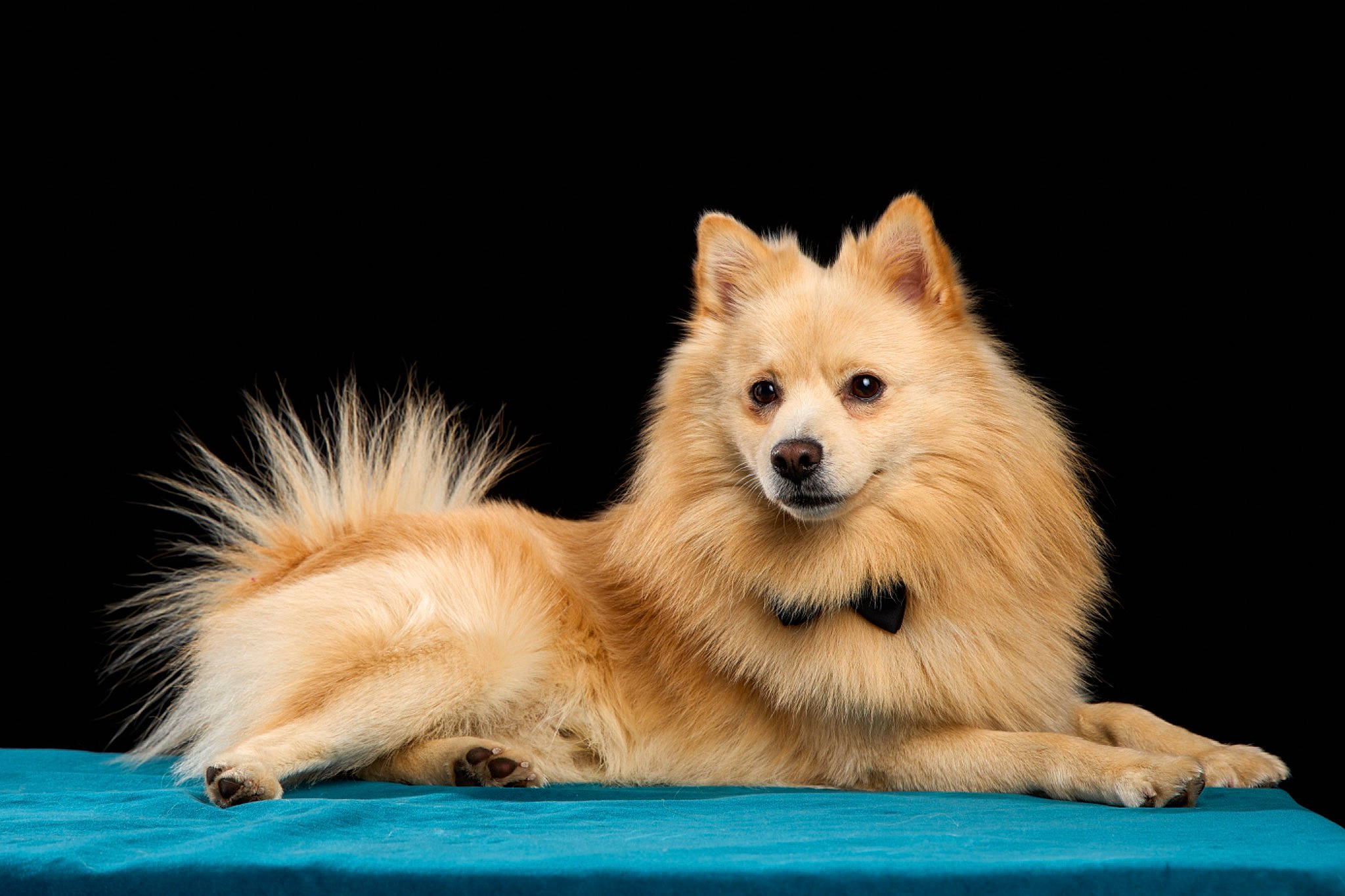 Ricky a rejoint le concours — aidez-le/la à gagner de superbes lots ! ancient_dog_breeds, canidae, carnivore, companion_dog, dog, dog_breed, fawn, fur, german_spitz, german_spitz_klein, german_spitz_mittel, japanese_spitz, plant, pomeranian, snout, spitz, sporting_group, terrestrial_animal, volpino_italiano, whiskers