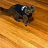 cat, gray_cat, pet, animal, indoor, wooden_floor, fur, clothing, shirt, curious, alert, yellow_eyes, domestic_cat, mammal, whiskers, tail, flooring, looking, standing, cute