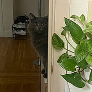 Persephone joined the competition — help win amazing prizes! cat, gray_cat, peeking, door, indoor, wooden_floor, plant, green_leaves, shelf, shoe_rack, curious, furniture, home, pet, animal, domestic, cozy, quiet, flooring, interior