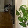 cat, gray_cat, peeking, door, indoor, wooden_floor, plant, green_leaves, shelf, shoe_rack, curious, furniture, home, pet, animal, domestic, cozy, quiet, flooring, interior