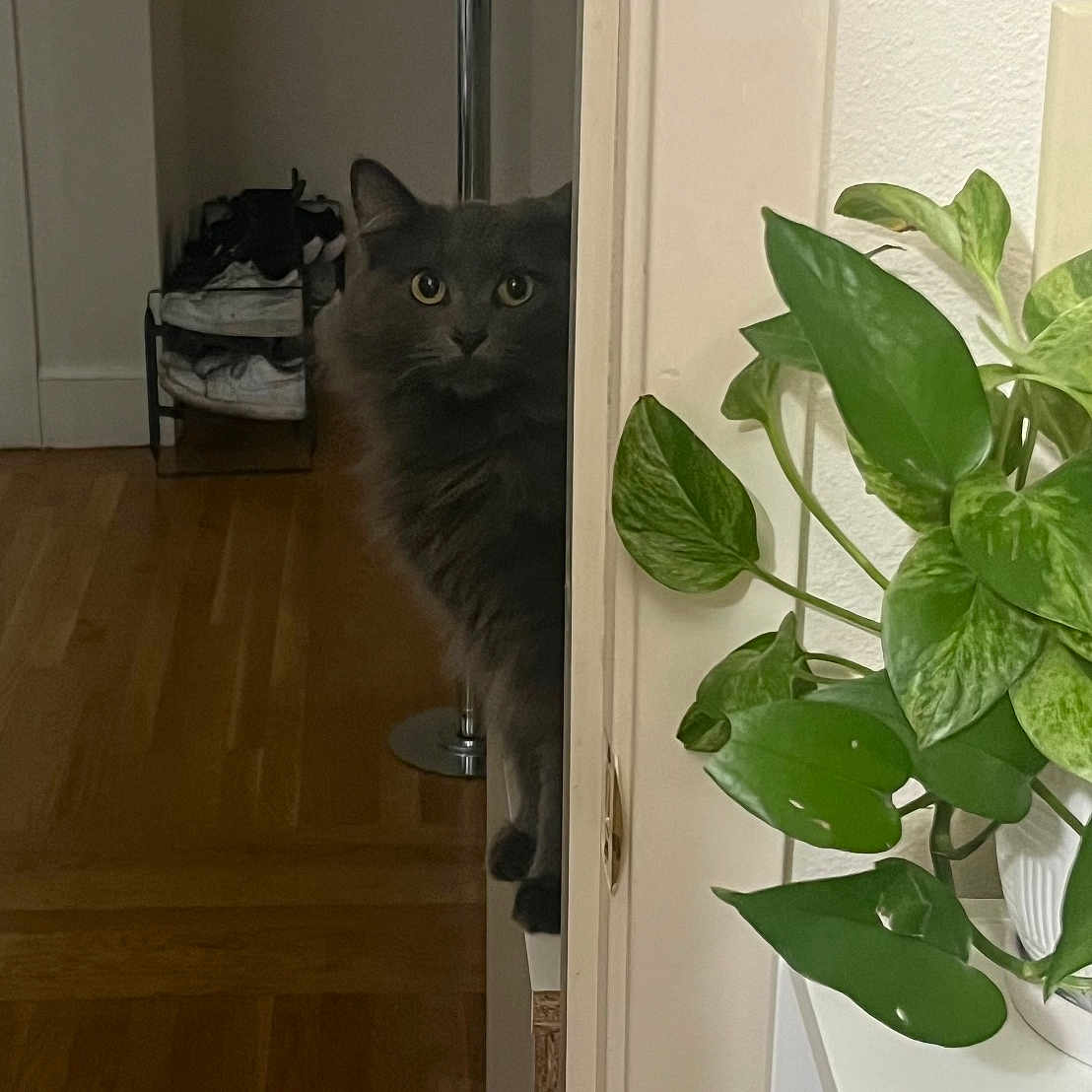 Persephone