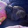 cat, gray_cat, sleeping, plush_pillow, tie_dye, couch, indoor, cozy, furniture, pet, fur, resting, domestic_animal, tail, whiskers, relaxation, soft_texture, home, napping, animal