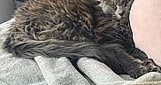 Persephone joined the competition — help win amazing prizes! cat, sleeping, gray_cat, fluffy, blanket, pillow, indoor, cozy, resting, pet, fur, cute, relaxation, home, comfort, animal, soft, closeup, quiet, peaceful