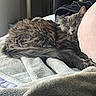 cat, sleeping, gray_cat, fluffy, blanket, pillow, indoor, cozy, resting, pet, fur, cute, relaxation, home, comfort, animal, soft, closeup, quiet, peaceful