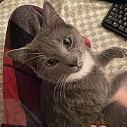 Ziggy Moon Panos joined the competition — help win amazing prizes! animal, blanket, cat, checkered_blanket, closeup, cozy, curious, cute, domestic_animal, feline, fur, gray_cat, hand, indoor, keyboard, pet, resting, soft, tabby, whiskers