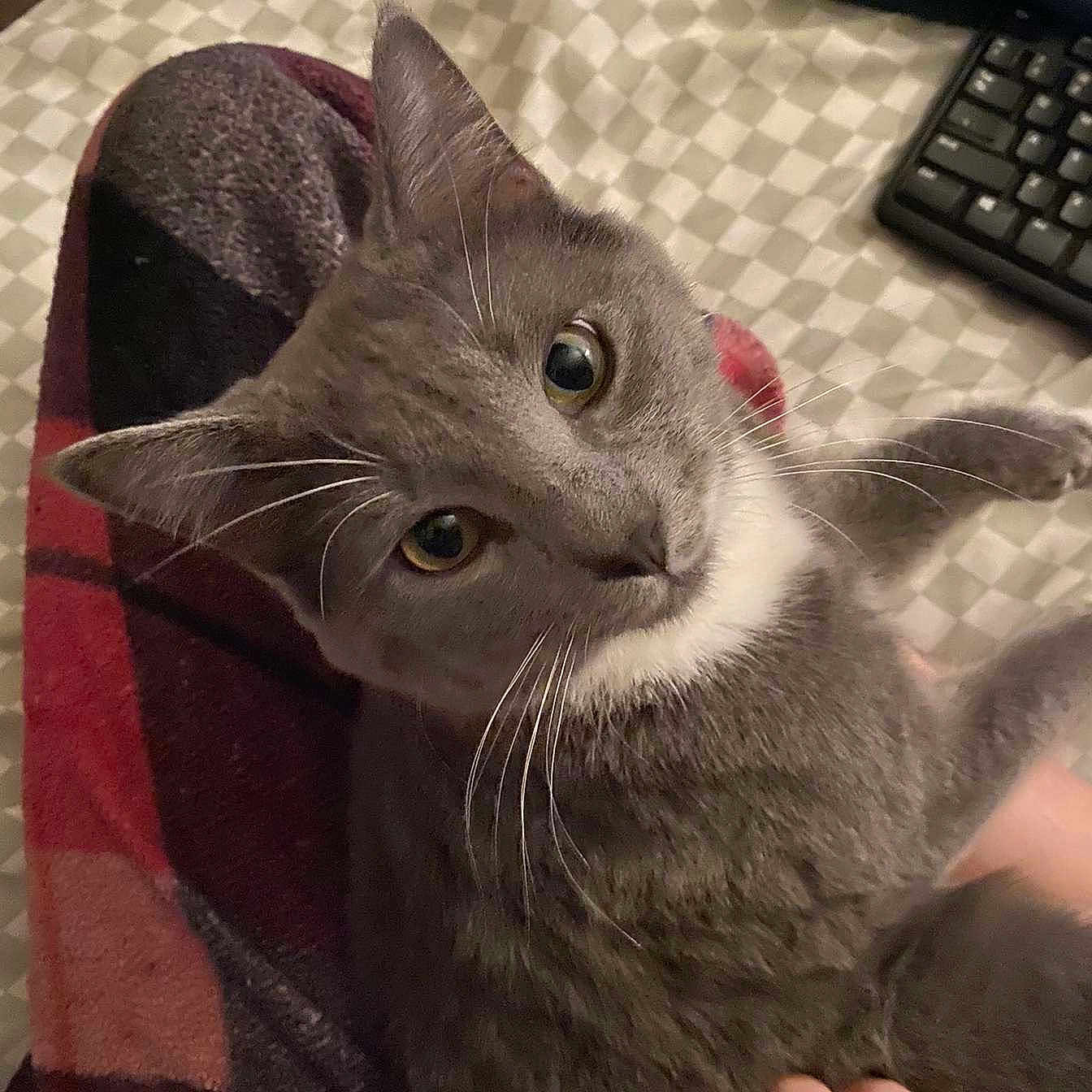 Ziggy Moon Panos joined the competition — help win amazing prizes! animal, blanket, cat, checkered_blanket, closeup, cozy, curious, cute, domestic_animal, feline, fur, gray_cat, hand, indoor, keyboard, pet, resting, soft, tabby, whiskers