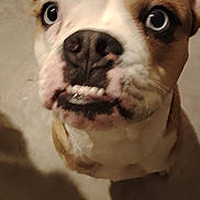 Big a rejoint le concours — aidez-le/la à gagner de superbes lots ! adorable, animal, brown_and_white, canine, close_up, companion, cute, dog, ears, expressive_eyes, floor, friendly, indoor, looking_up, muzzle, pet, portrait, snout, underbite, whiskers