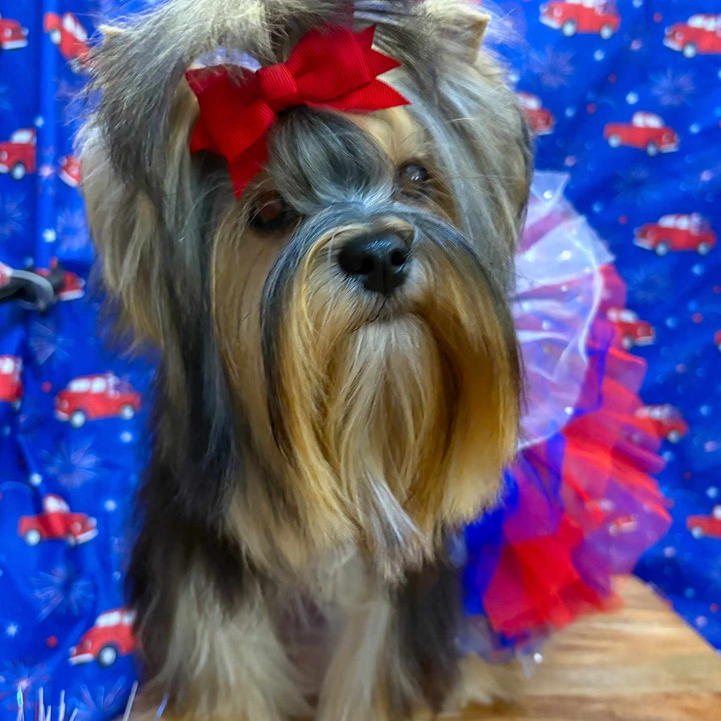 Jade Hemsley joined the competition — help win amazing prizes! animal, blue_backdrop, bow, canine, celebration, costume, cute, decorated, dog, festive, fluffy_dog, fur, indoor, pet, portrait, red_bow, red_trucks, still_life, tutu, wooden_surface