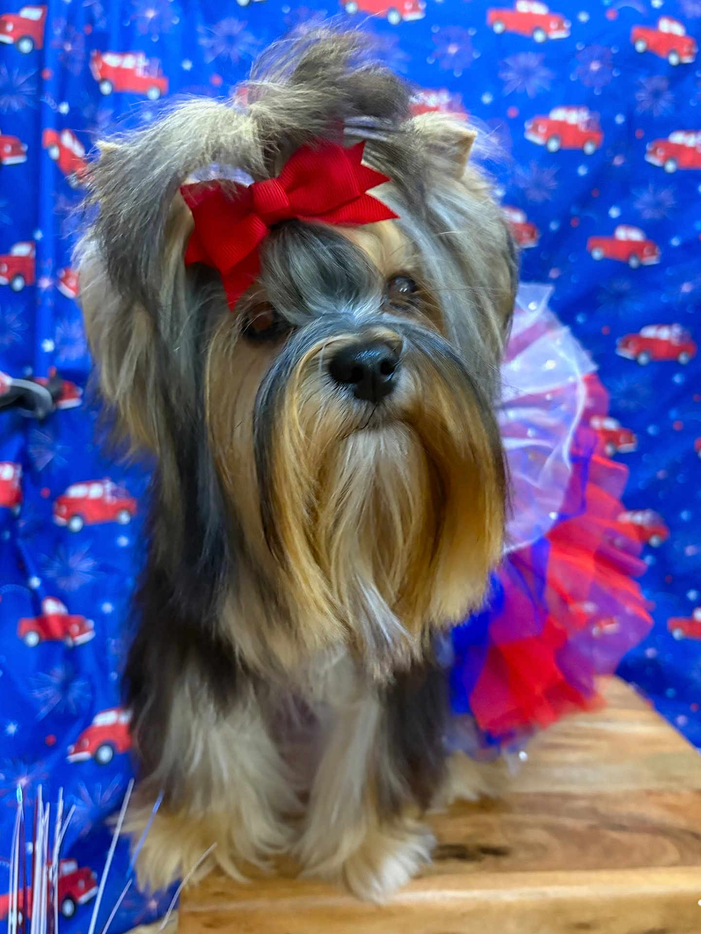 Jade Hemsley joined the competition — help win amazing prizes! animal, blue_backdrop, bow, canine, celebration, costume, cute, decorated, dog, festive, fluffy_dog, fur, indoor, pet, portrait, red_bow, red_trucks, still_life, tutu, wooden_surface