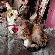 Mia is registered to the contest to win money with this photo: cat, calico, pet, collar, bed, quilt, indoor, feline, animal, cute, resting, fur, whiskers, tag, pink, bedroom, clothing, bag, relaxed, domestic
