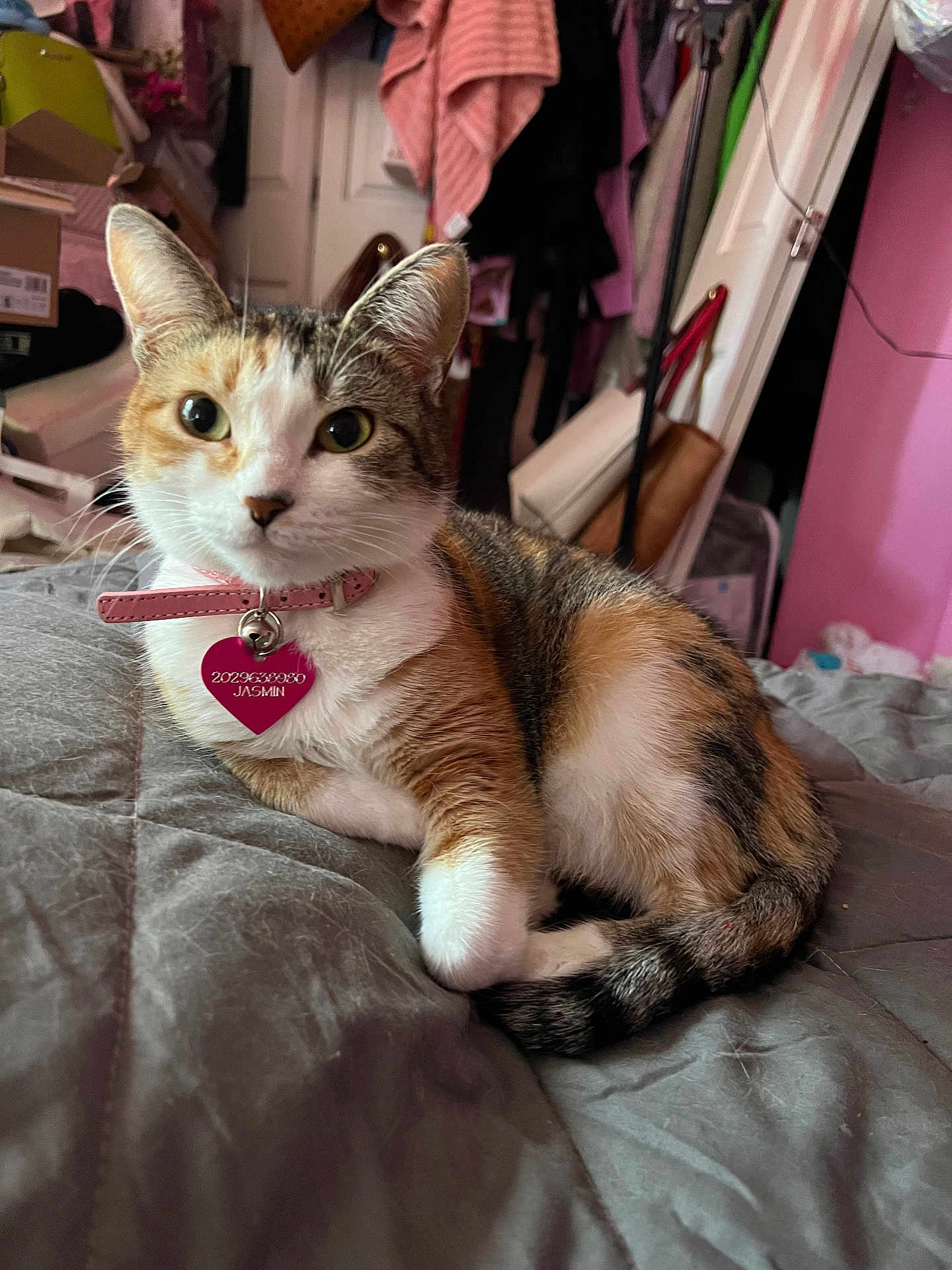 Mia is registered to the contest to win money with this photo: cat, calico, pet, collar, bed, quilt, indoor, feline, animal, cute, resting, fur, whiskers, tag, pink, bedroom, clothing, bag, relaxed, domestic