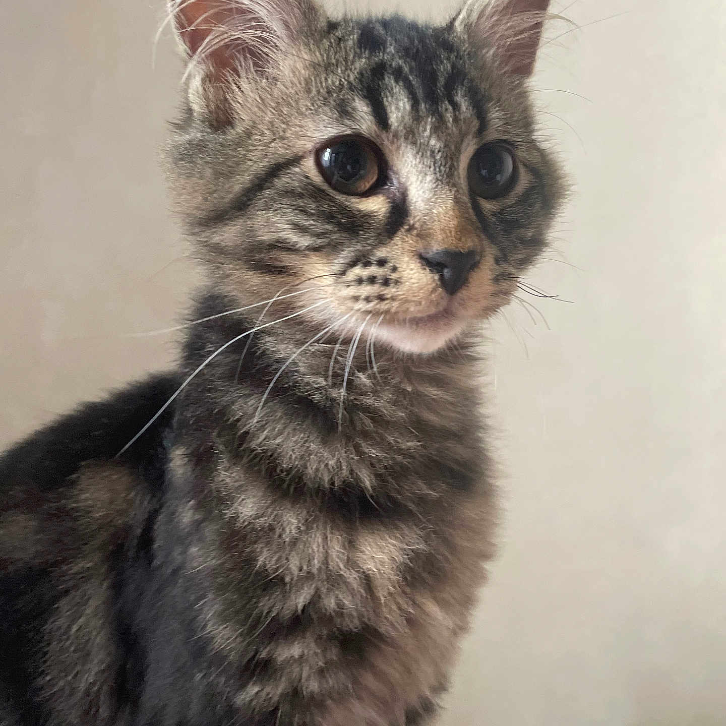 Motus a rejoint le concours — aidez-le/la à gagner de superbes lots ! abyssinian, angora, animal, cat, egyptiancat, kitten, manx, pet