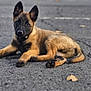 puppy, dog, belgian_malinois, animal, pet, asphalt, outdoor, laying_down, ears, fur, brown, black, curious, young, cute, canine, side_view, autumn, leaf, background_blur