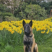 Max a rejoint le concours — aidez-le/la à gagner de superbes lots ! dog, leash, flowers, daffodils, grass, stone_wall, garden, tree, spring, outdoor, nature, canine, pet, greenery, bushes, plant, sitting, leaves, daytime, flora