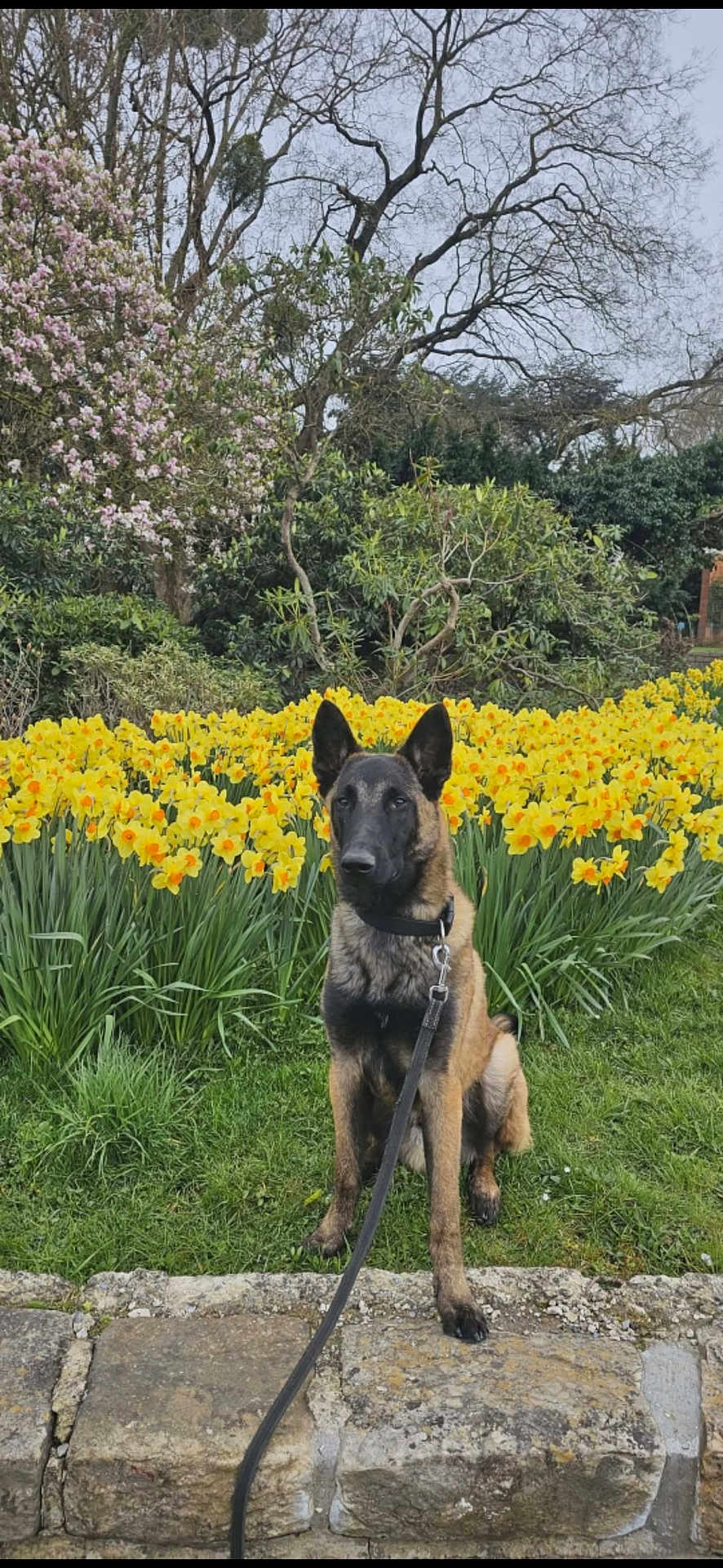 Max a rejoint le concours — aidez-le/la à gagner de superbes lots ! dog, leash, flowers, daffodils, grass, stone_wall, garden, tree, spring, outdoor, nature, canine, pet, greenery, bushes, plant, sitting, leaves, daytime, flora