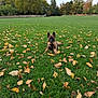 Max participe au concours pour gagner de l'argent avec cette photo : puppy, dog, grass, leaves, autumn, nature, outdoor, field, tree, playful, canine, pet, animal, fall, green, young, leaf, lying_down, summer, cute