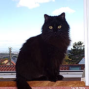 Patrick a rejoint le concours — aidez-le/la à gagner de superbes lots ! cat, black_cat, feline, window, windowsill, sky, clouds, outdoor, pet, animal, fluffy_tail, green_eyes, sitting, portrait, daylight, nature, domestic_cat, house, roof, tree