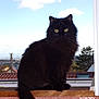 cat, black_cat, feline, window, windowsill, sky, clouds, outdoor, pet, animal, fluffy_tail, green_eyes, sitting, portrait, daylight, nature, domestic_cat, house, roof, tree