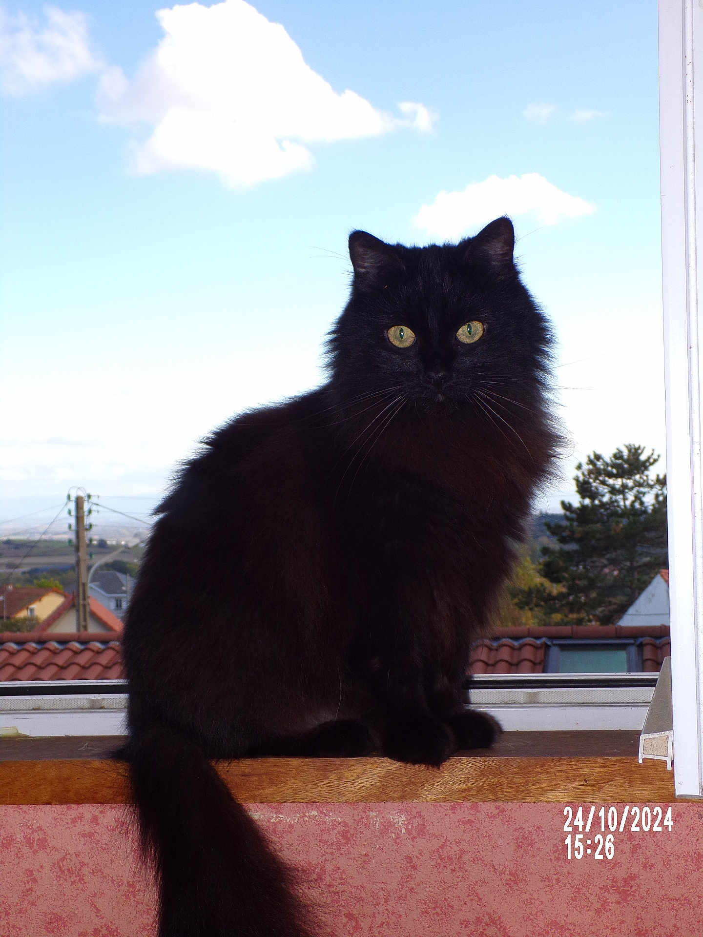 Patrick a rejoint le concours — aidez-le/la à gagner de superbes lots ! cat, black_cat, feline, window, windowsill, sky, clouds, outdoor, pet, animal, fluffy_tail, green_eyes, sitting, portrait, daylight, nature, domestic_cat, house, roof, tree